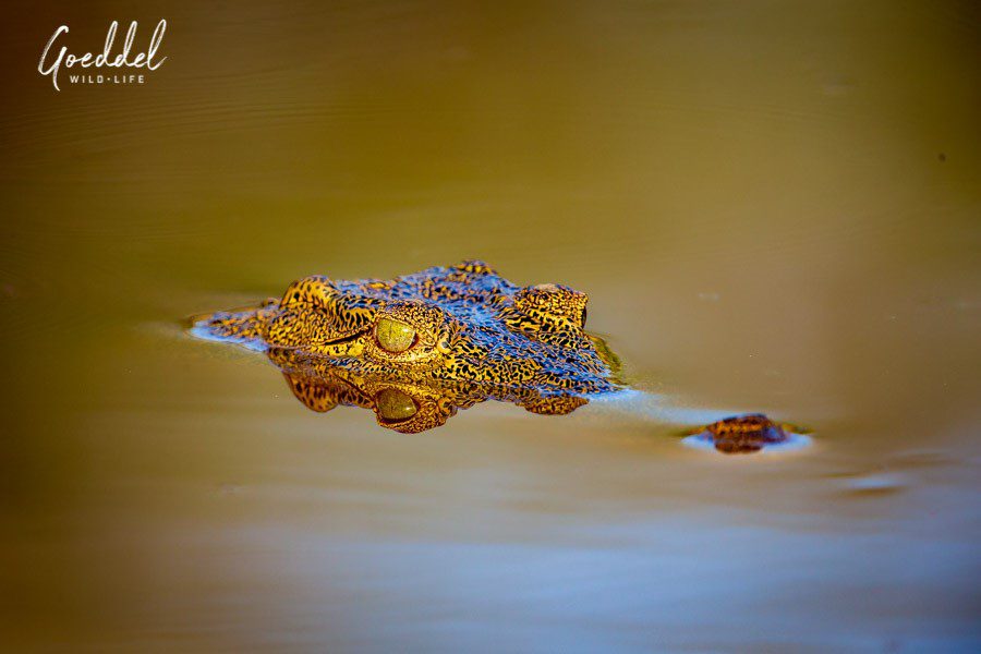 Submerged Nile Crocodile, Kruger National Park | Go2Africa 