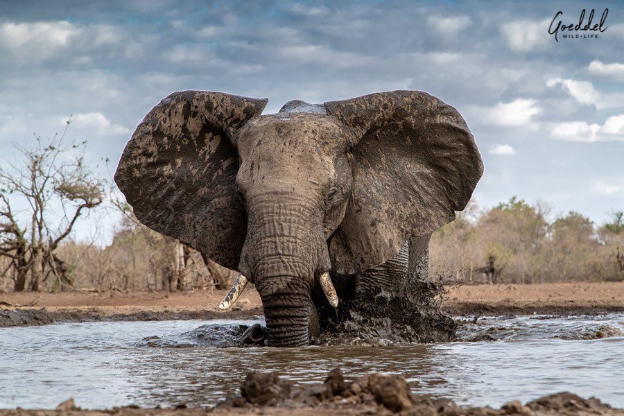 Elephant in waterhole, Botswana | Go2Africa 