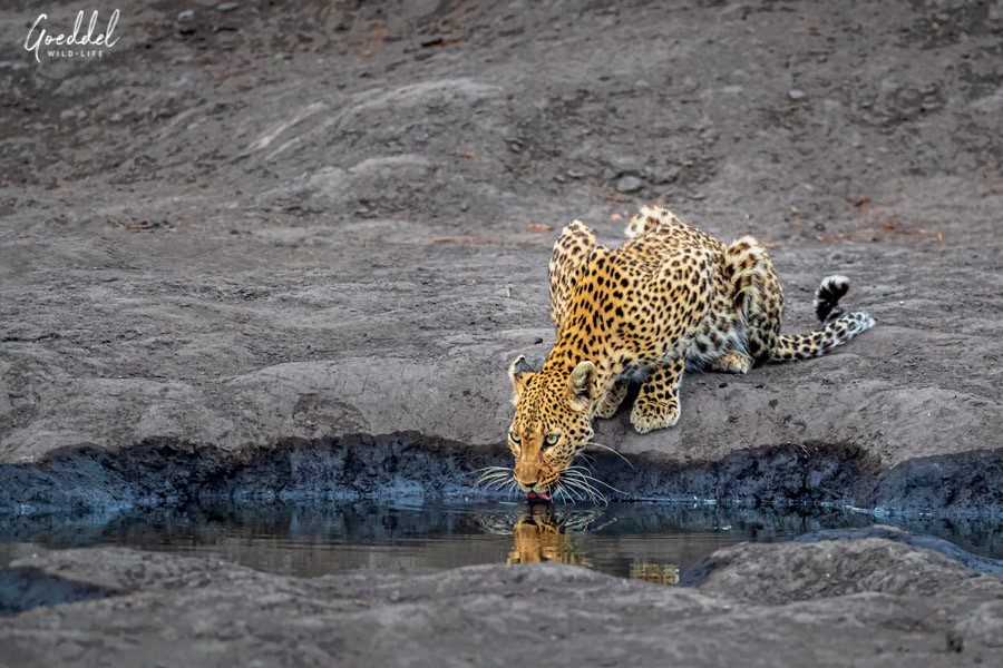 Leopard drinking at a waterhole in Zimbabwe | Go2Africa
