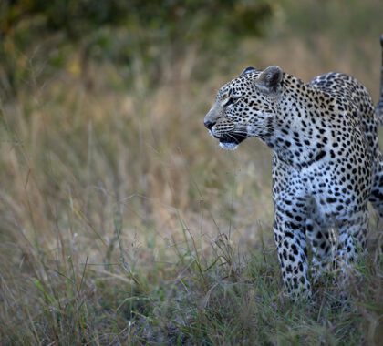 Spot Africa's most elusive wildlife.