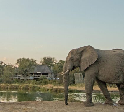 Elephant walking to the waterhole at Simbambili Lodge.