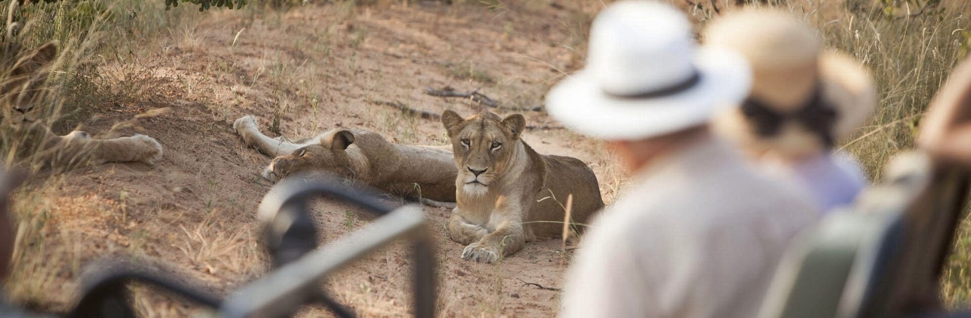 Safari en la Reserva de Caza de Kapama, Sudáfrica | Go2Africa