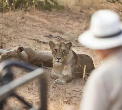 Game drive in Kapama Game Reserve, South Africa | Go2Africa