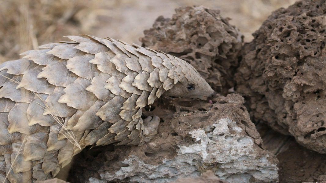 Pangolin experience at Phinda Game Reserve, South Africa | Go2Africa 