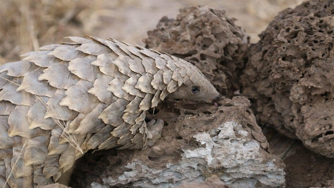 Experiencia con pangolines en la Reserva de Caza de Phinda, Sudáfrica | Go2Africa 