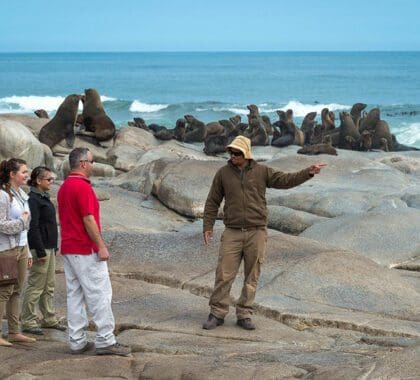 Acérquese a las criaturas marinas de Namibia con Hoanib Skeleton Coast Camp.