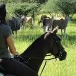 Équitation.
