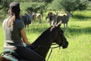 Horse riding.
