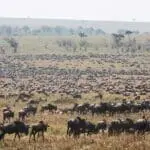 Mega migration herds.