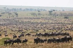 Mega migration herds.