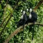Colobus monkey viewing.