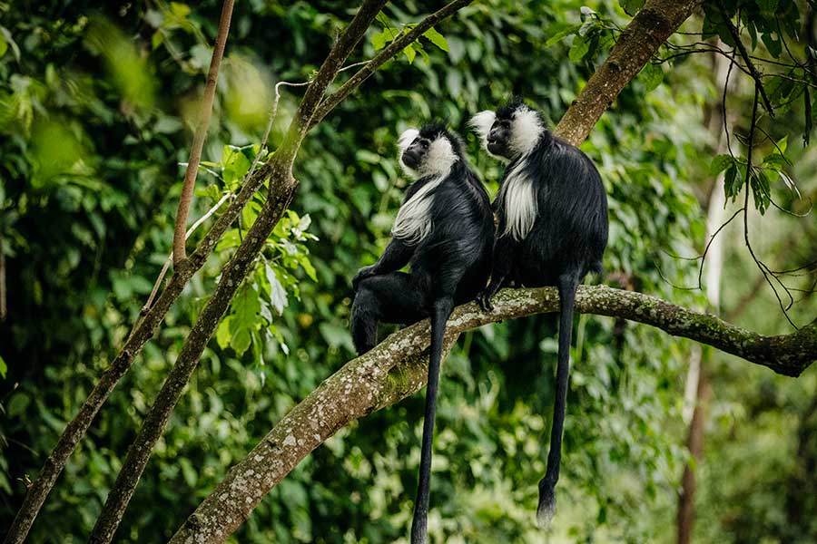 Colobus monkey viewing.