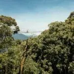 Canopy walk.