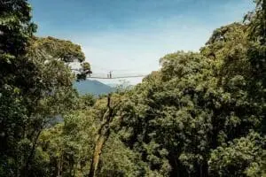 Canopy walk.
