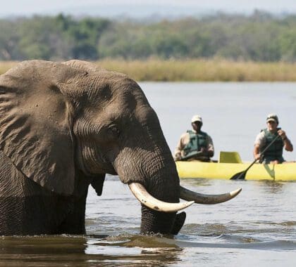 Safaris en canoa con el Viejo Mondoro.