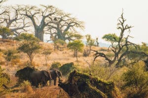 Elefantes avistados durante un safari.
