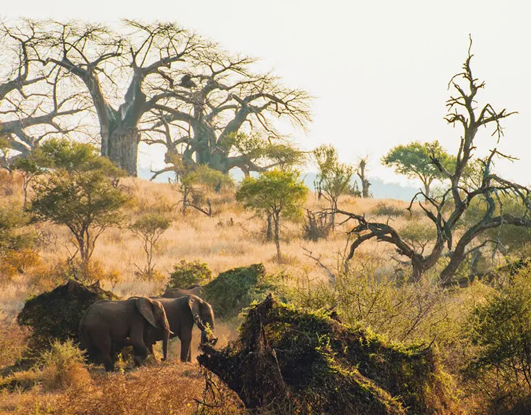 Elephants spotted out on a game drive.