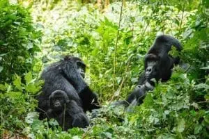 Gorillas in Volcanoes National Park.