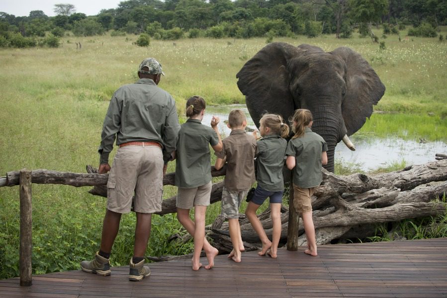 Elephant at Somalisa Acacia in Hwange National Park, Zimbabwe | Go2Africa