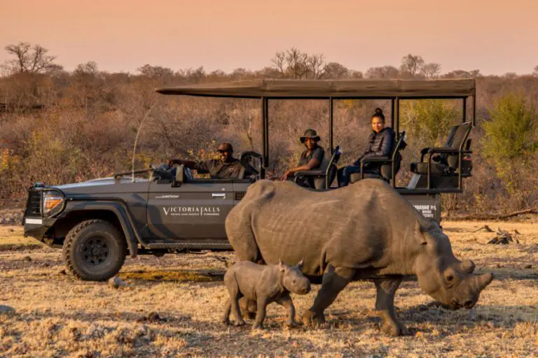 stanley-livingstone-black-rhino-sightings-safari