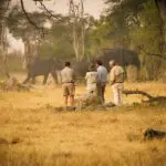 Walking safaris offered at The Hide.