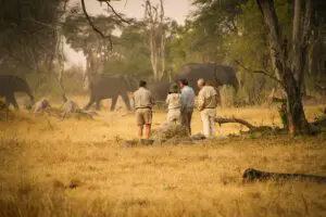 Walking safaris offered at The Hide.