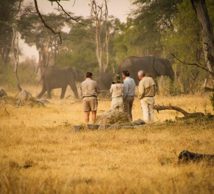 Safaris a pie ofrecidos en The Hide.