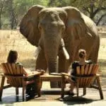 Un día extraordinario en un safari en sillón | Viejo Mondoro