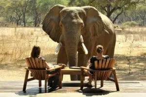 Un día extraordinario en un safari en sillón | Viejo Mondoro