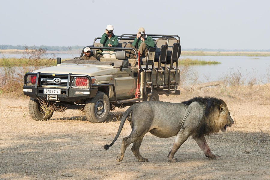 Lion sighting with Chiawa Camp in Lower Zambezi National Park, Zambia | Go2Africa