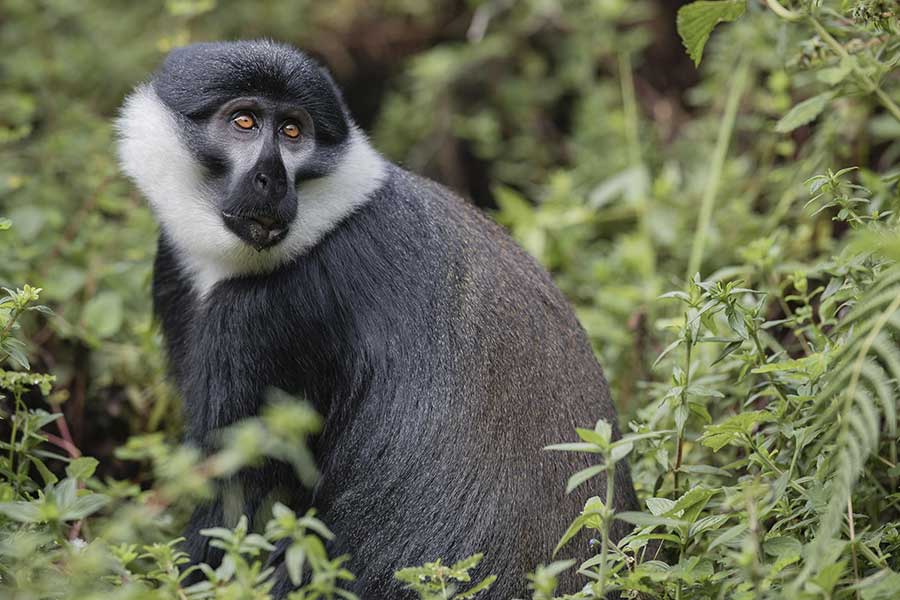 singita_kwitonda_lodge_-_monkey_3_-_b39i1548