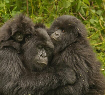 Go2Africa Partners with Dian Fossey Gorilla Fund to Provide Four Immersive Gorilla Conservation Experiences