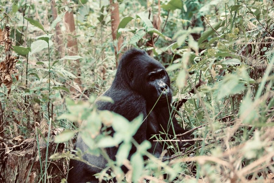 Mountain gorilla in foliage in Rwanda | Go2Africa