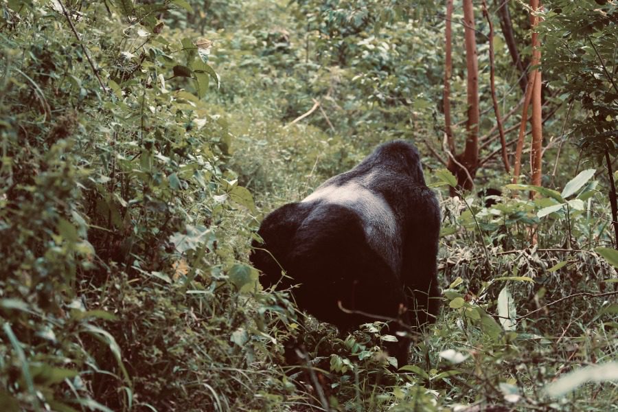 Silverback mountain gorilla in Rwanda | Go2Africa