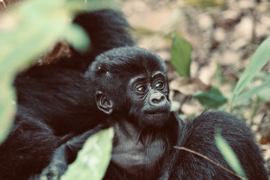 Baby gorilla seen while gorilla trekking in Rwanda | Go2Africa