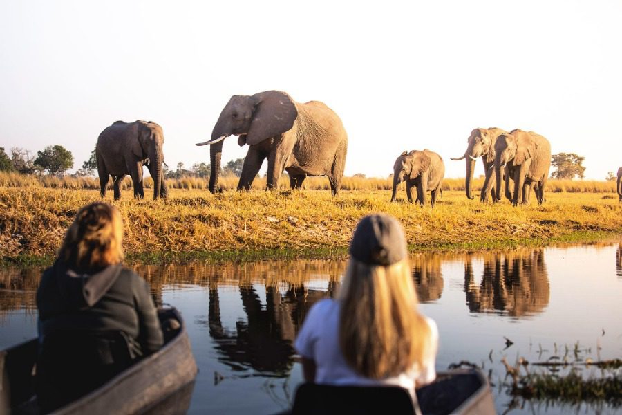 Elephants at the water's edge, Chobe National Park, Botswana | Go2Africa