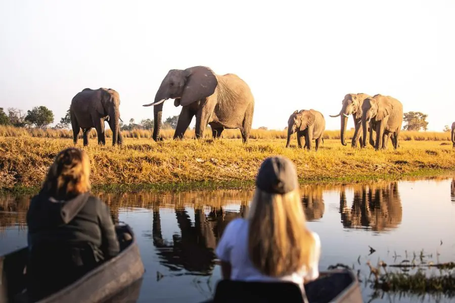 Elefantes al borde del agua, Parque Nacional de Chobe, Botsuana | Go2Africa