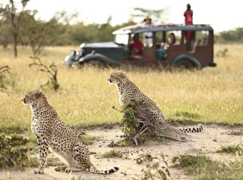 Cheetah on safari in Kenya | Go2Africa