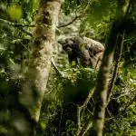 Chimpanzee trekking in Nyungwe Forest | One & Only Nyungwe House