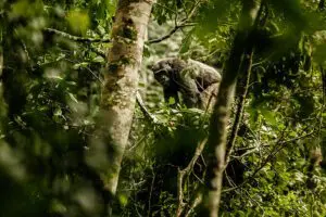 Chimpanzee trekking in Nyungwe Forest | One & Only Nyungwe House