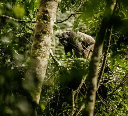 Senderismo en chimpancé en el bosque de Nyungwe | One & Only Nyungwe House