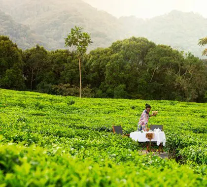Ceremonia del té en One & Only Nyungwe House.