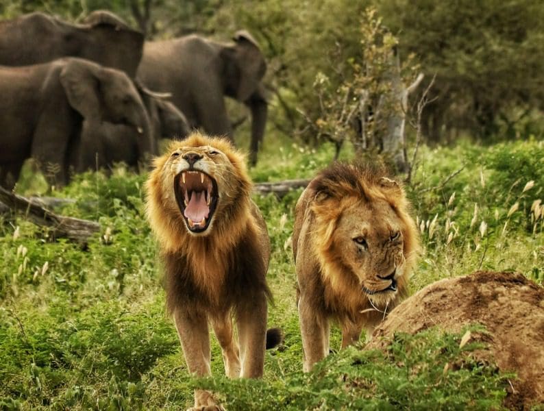 Leones de safari, Parque Nacional Kruger, Sudáfrica | Go2Africa