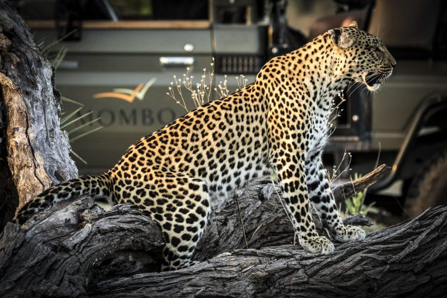 Leopard sighting with Mombo Camp in the Okavango Delta, Botswana | Go2Africa