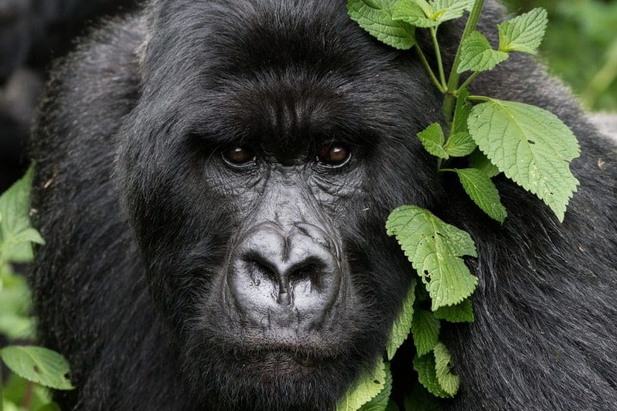 Gorilla trekking in Volcanoes National Park, Rwanda | Go2Africa