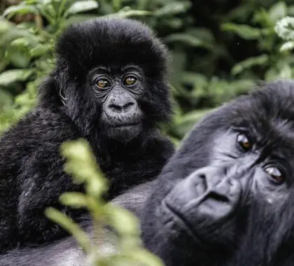 Soul-stirring-encounters-with-gorilla---Sabyinyo-Silverback-Lodge