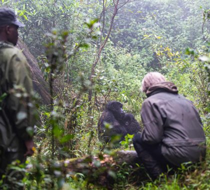 Enjoy unique wildlife encounters with the world’s remaining mountain gorillas.
