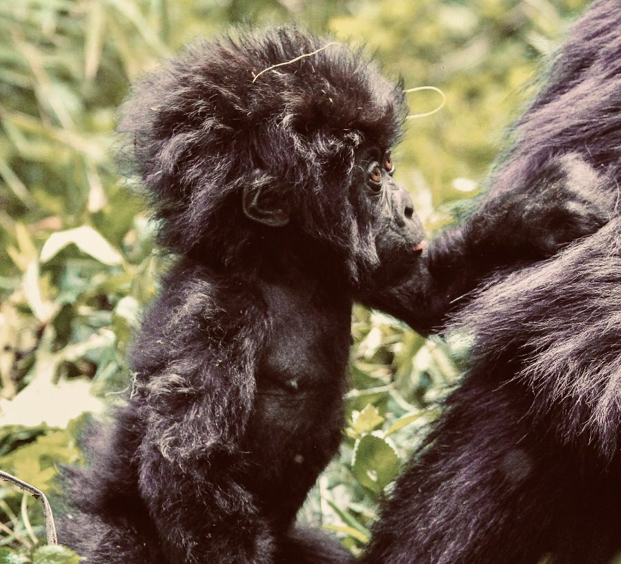 Gorilla trekking in Rwanda | Go2Africa