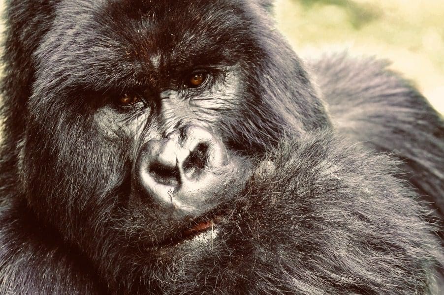 Gorila de montaña en una excursión por Ruanda | Go2Africa