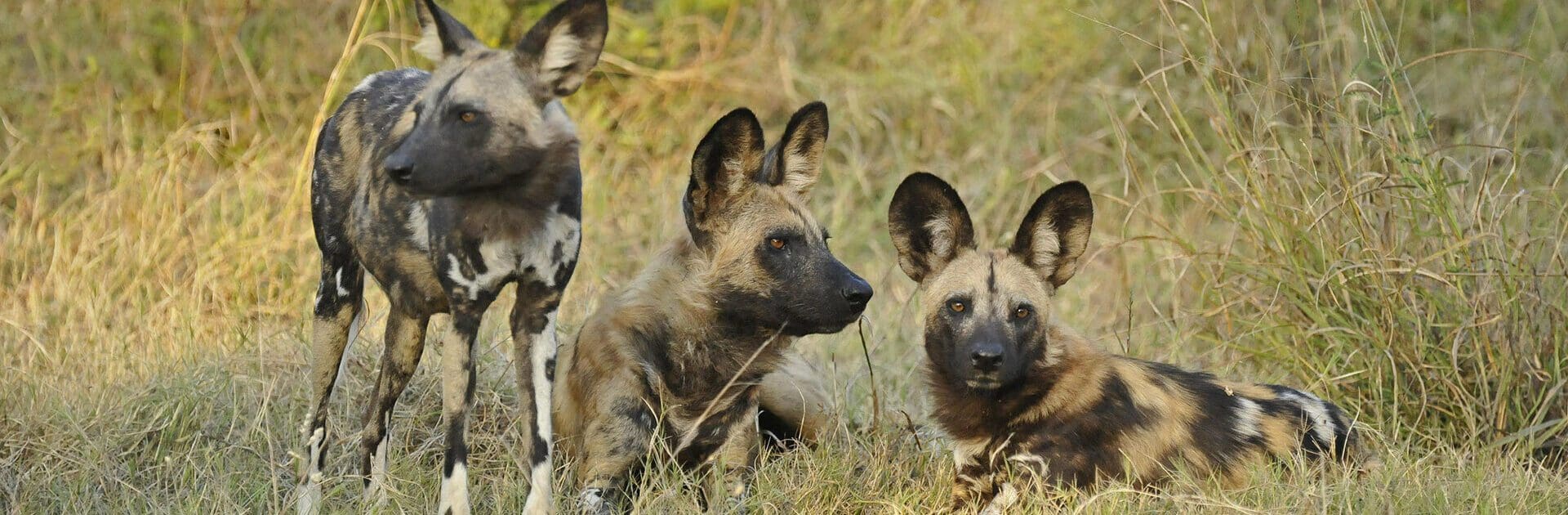 African Wild Dogs at Kwando Lebala Camp, Botswana | Go2Africa